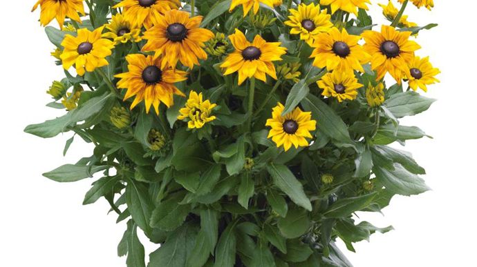 Rudbeckia ECHIBECKIA™ Summerina® Yellow (Graines Voltz).